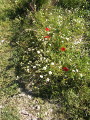 Landschaft auf Chalkidiki