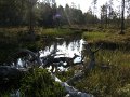 Landschaft in Finnland