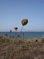 Landschaft auf Kos