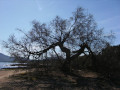 Landschaft auf Mallorca