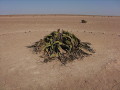 Landschaft in Namibia